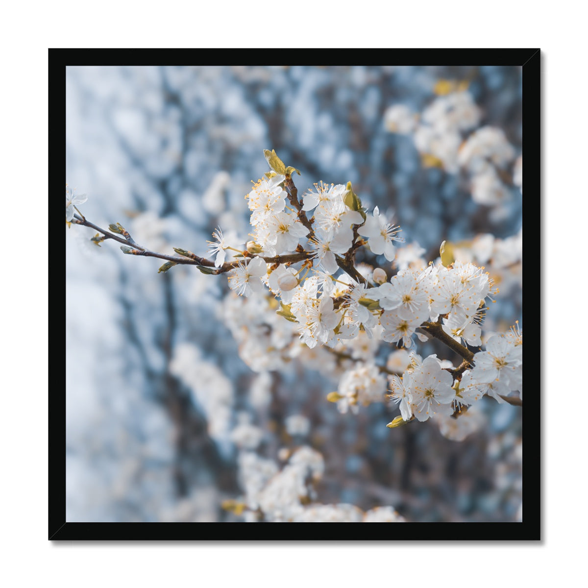 Delicate Whispers Framed Print