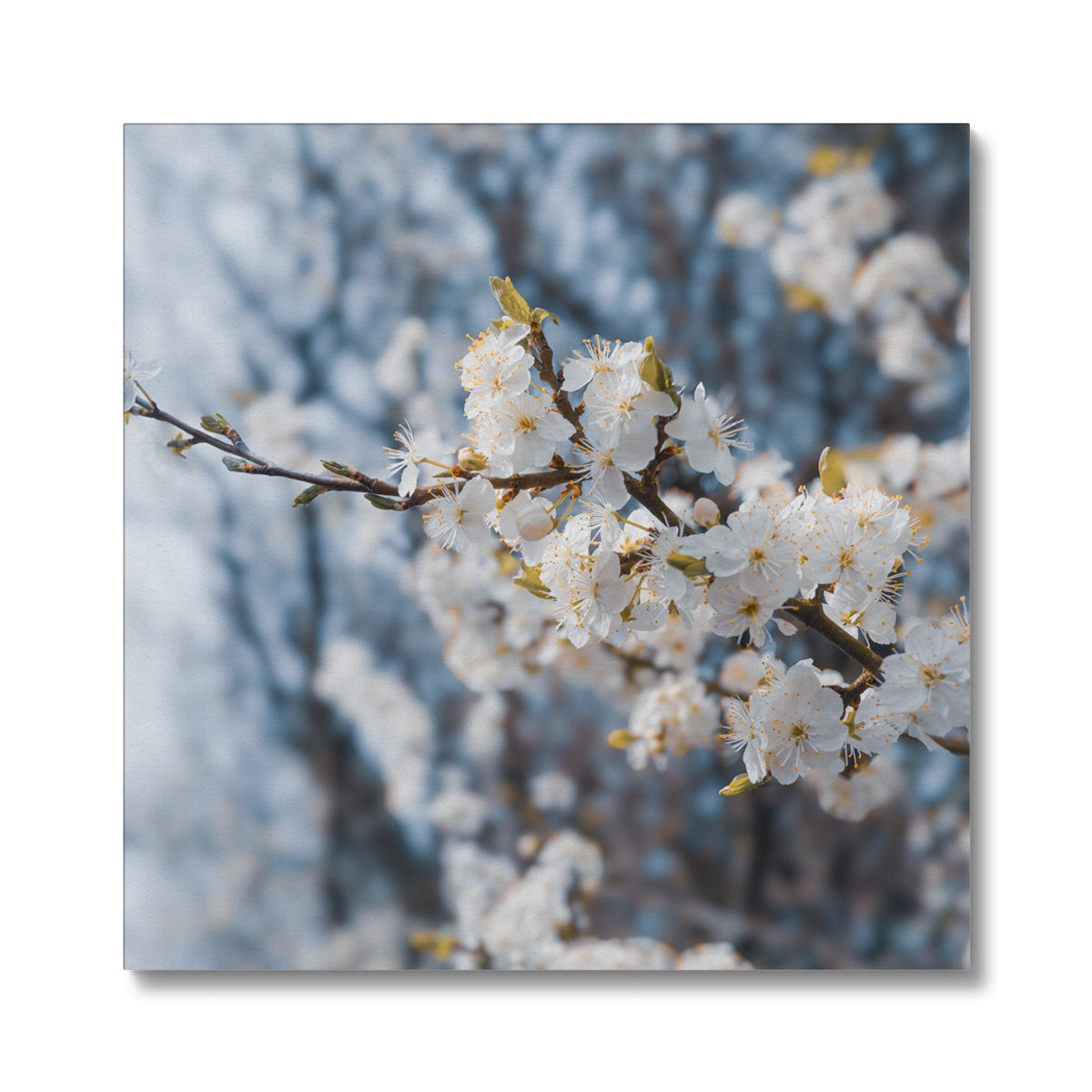Delicate Whispers Canvas