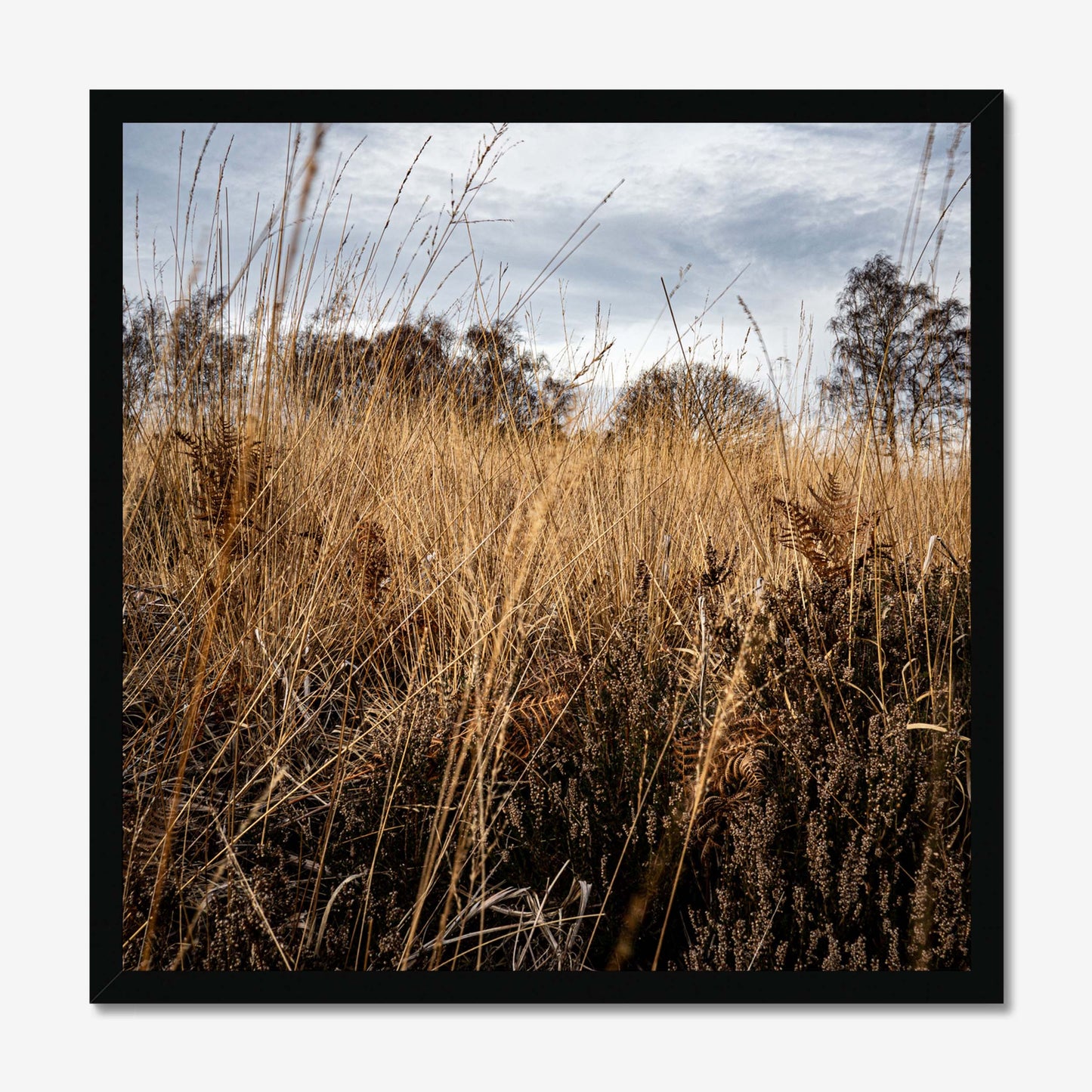 Amber Whispers Framed Print