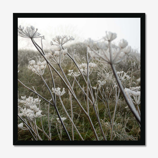 Frost Kissed Framed Print