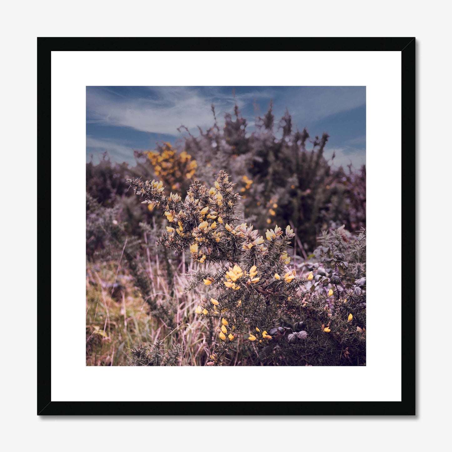 Golden Whispers Framed & Mounted Print