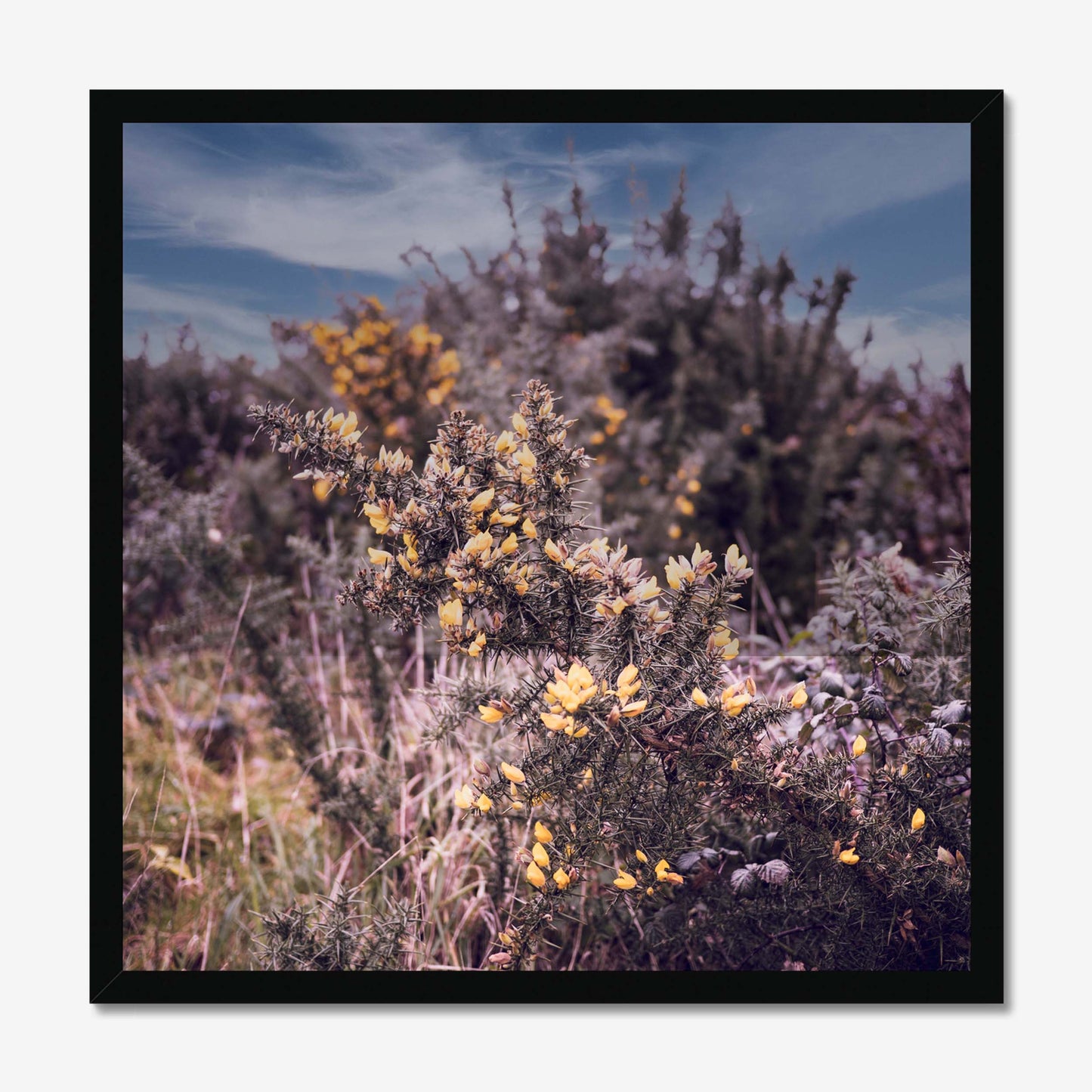 Golden Whispers Framed Print