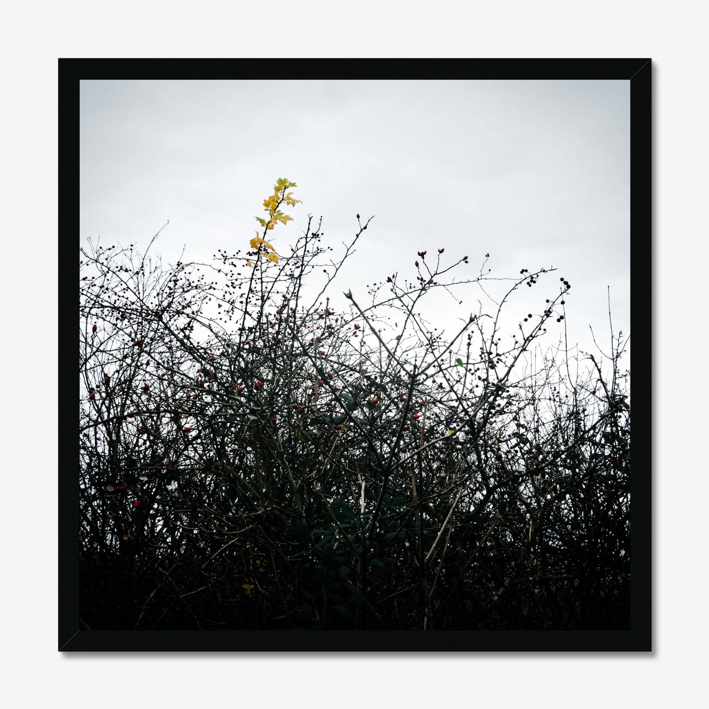 Vivid Harmony Framed Print