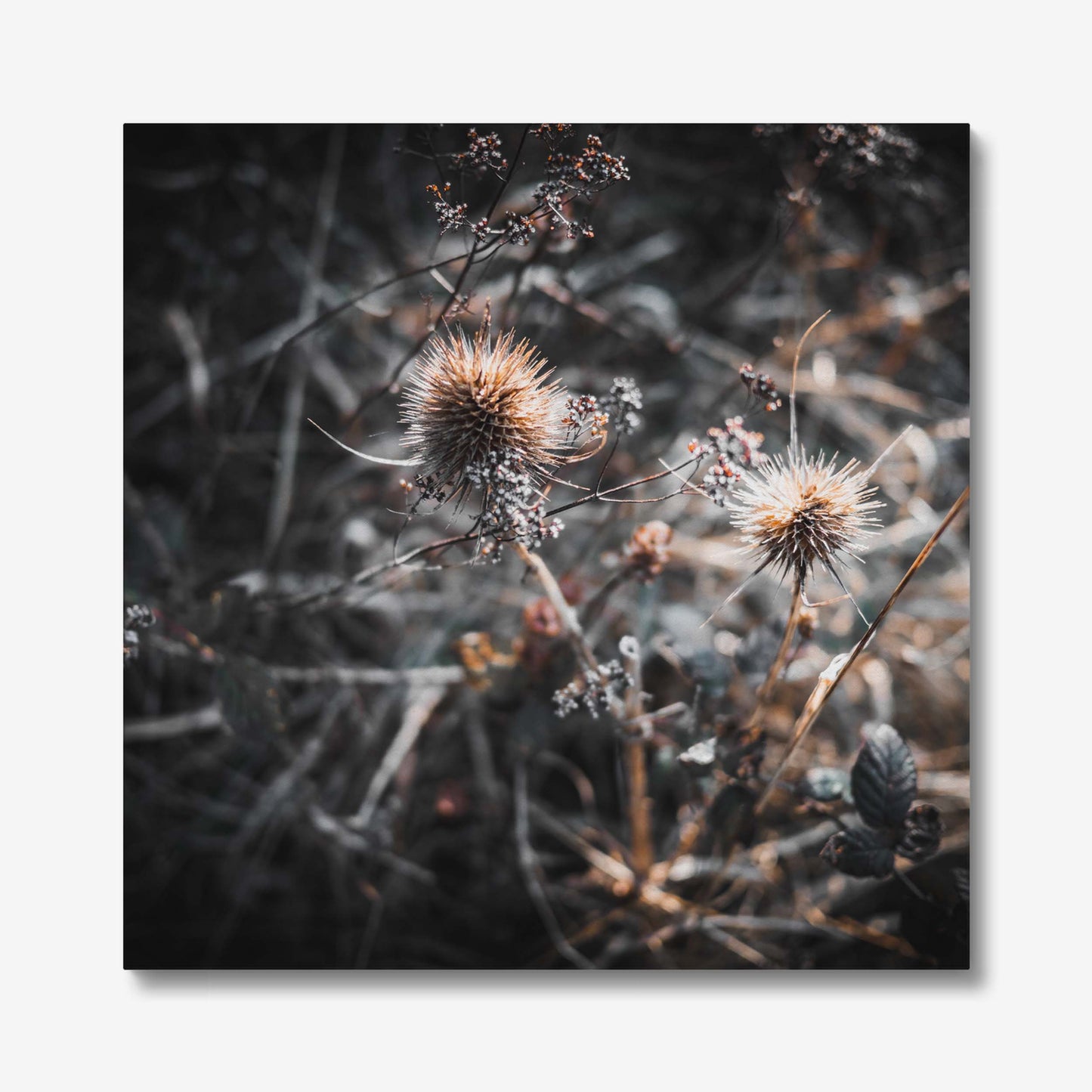 Wild Harmony Canvas