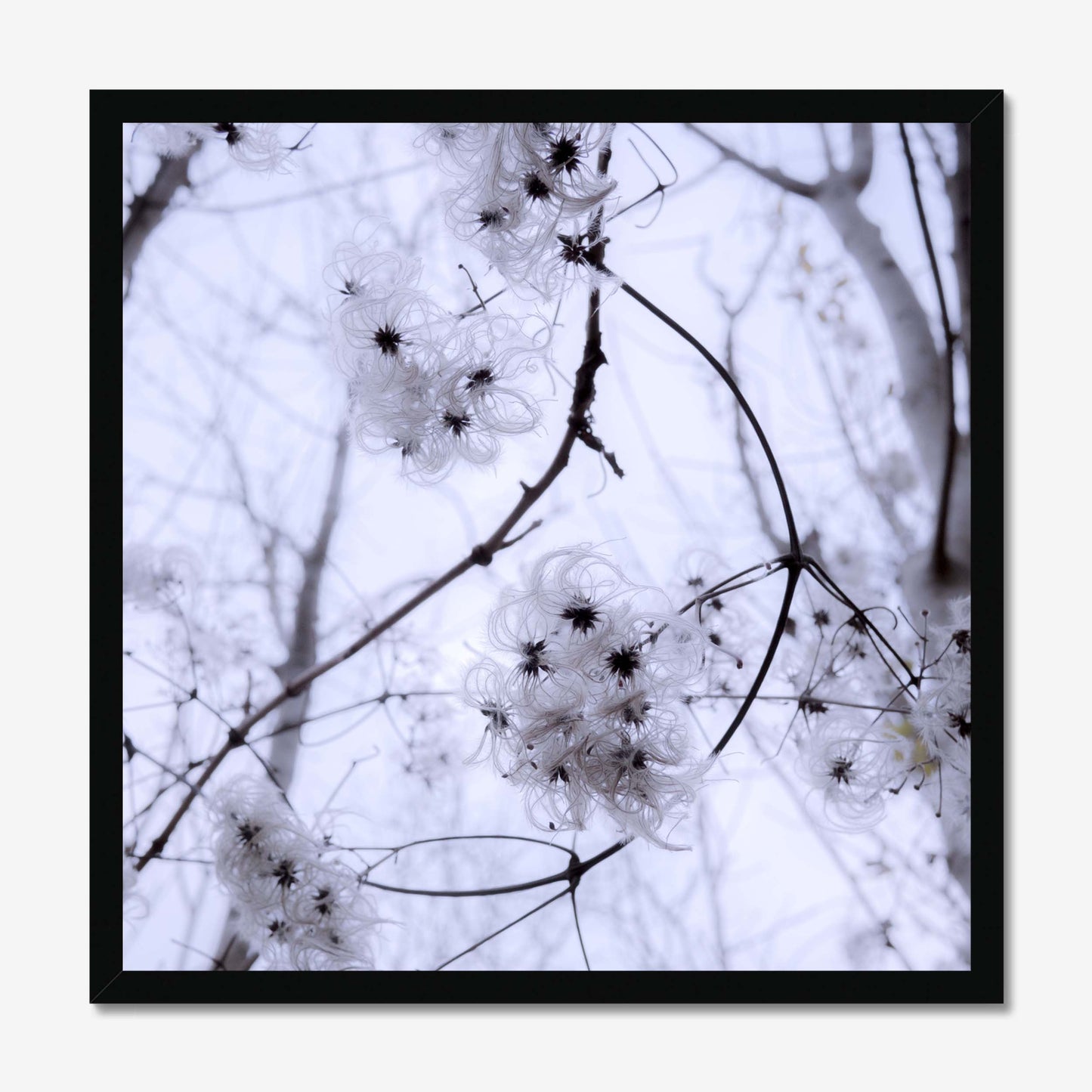Whispers of Light Framed Print