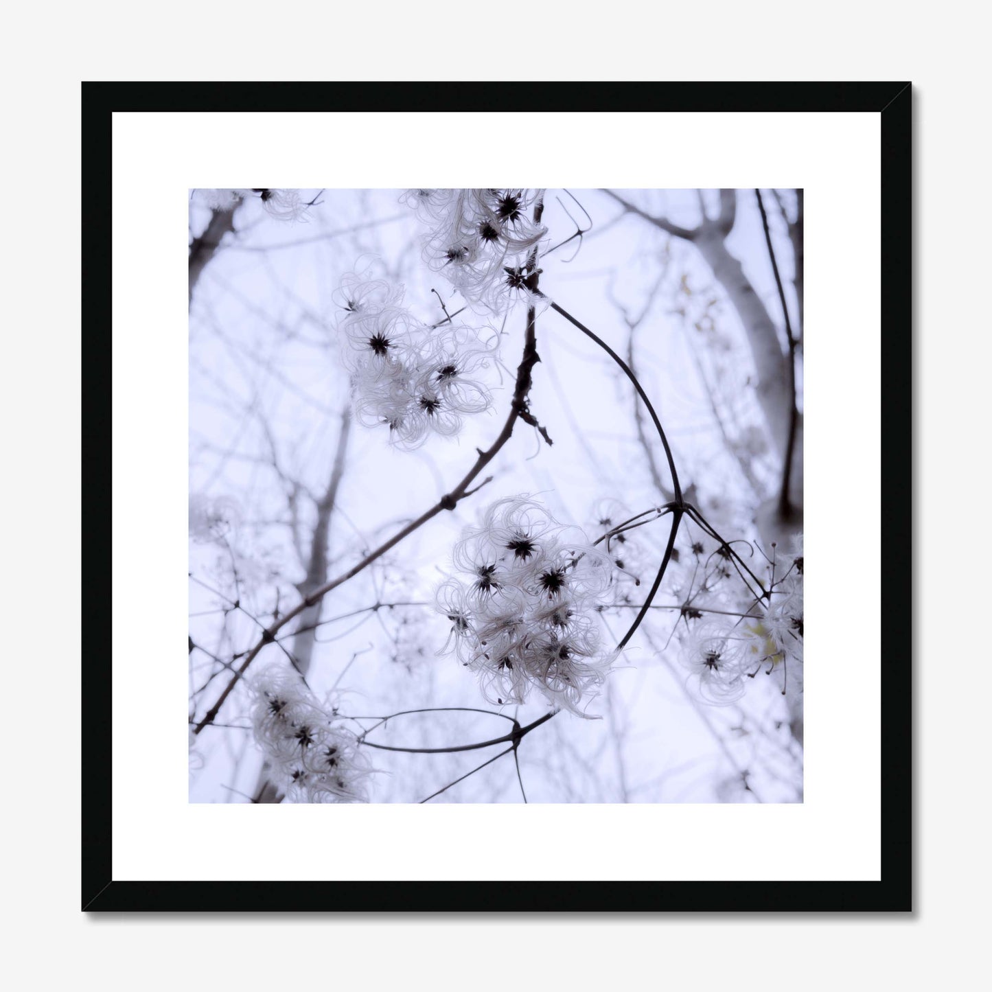 Whispers of Light Framed & Mounted Print