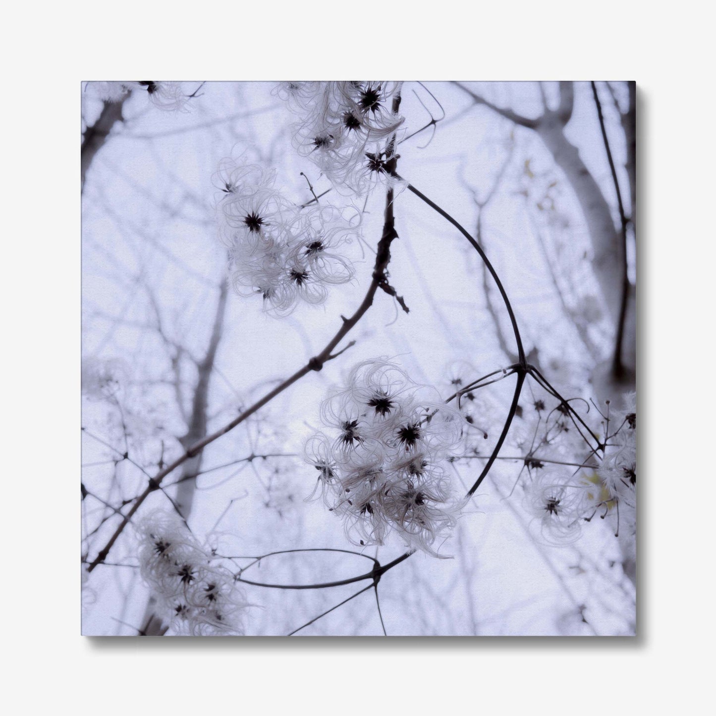 Whispers of Light Canvas