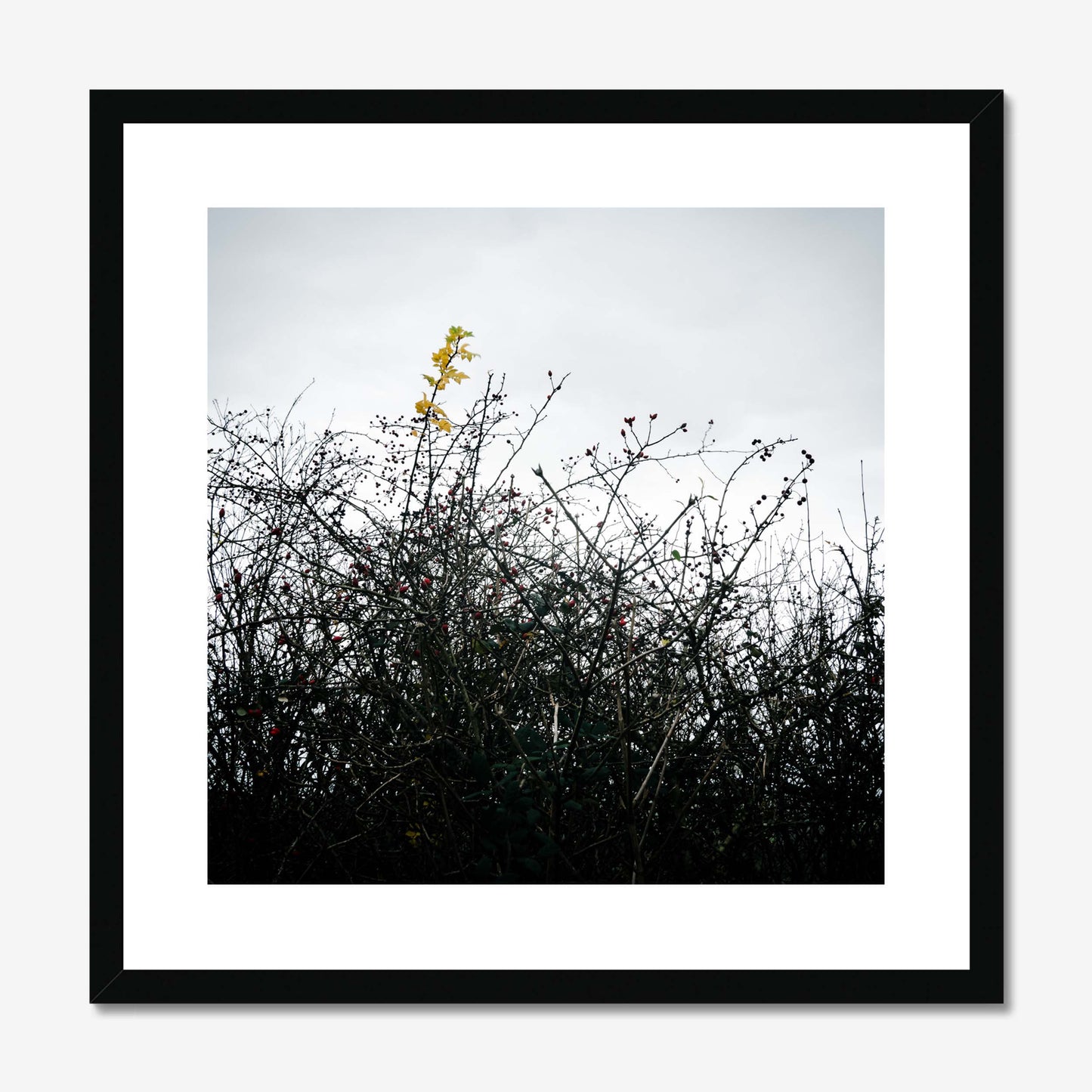 Vivid Harmony Framed & Mounted Print