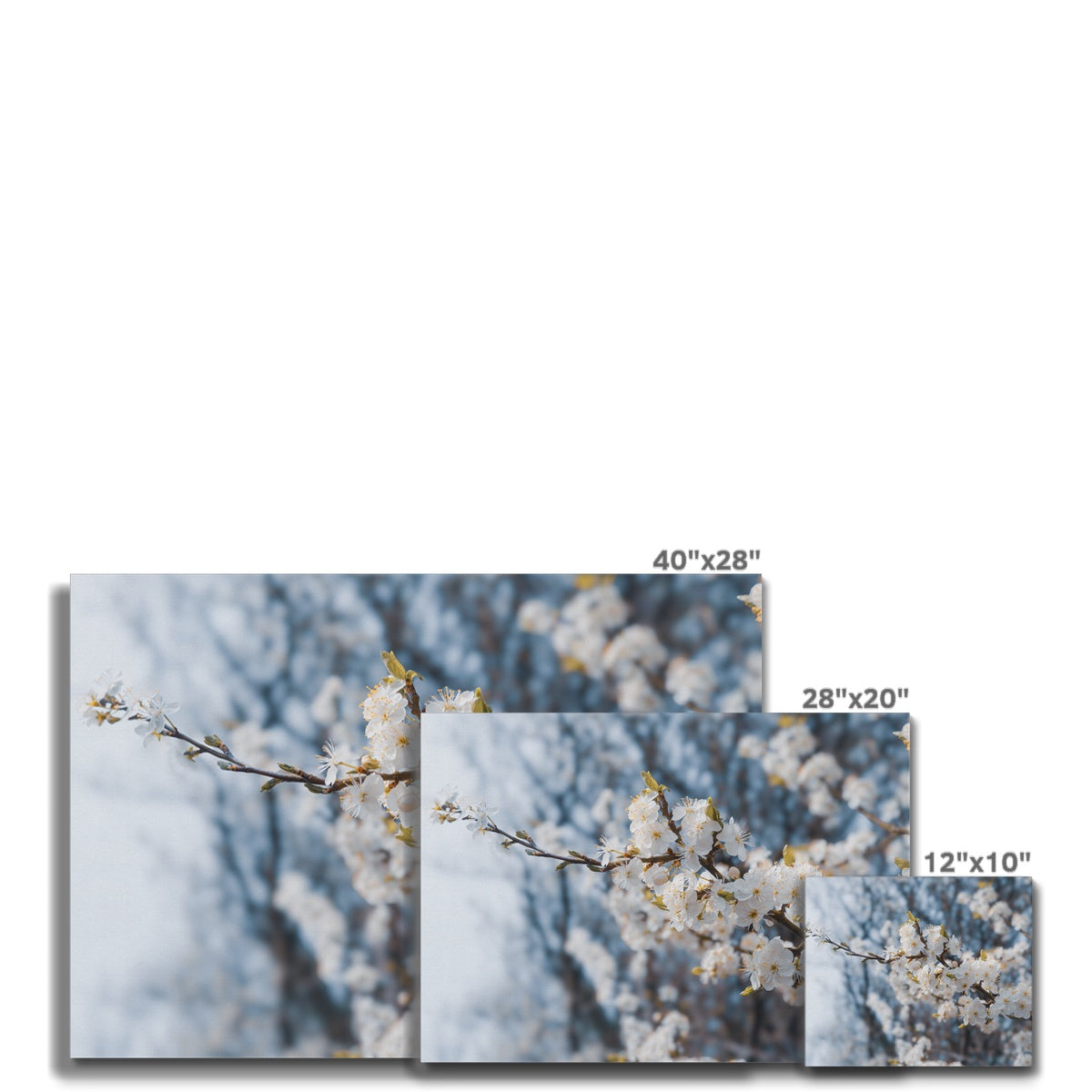 Delicate Whispers Canvas