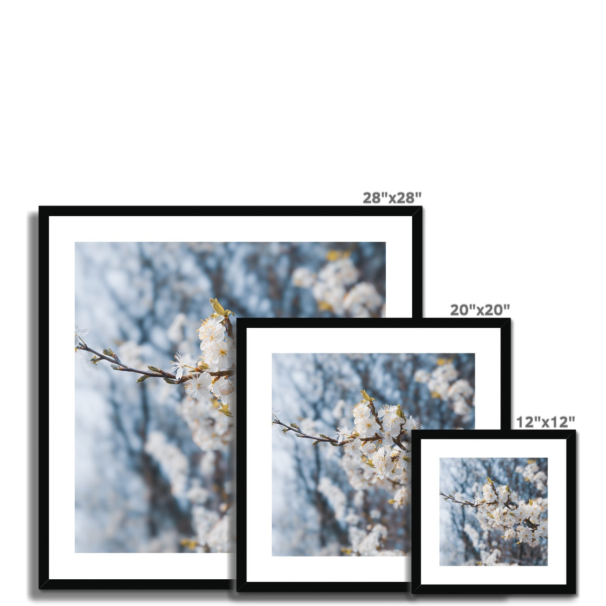 Delicate Whispers Framed & Mounted Print