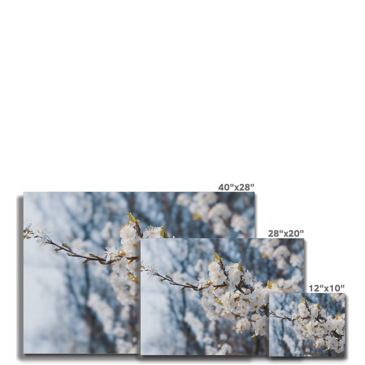 Delicate Whispers Canvas
