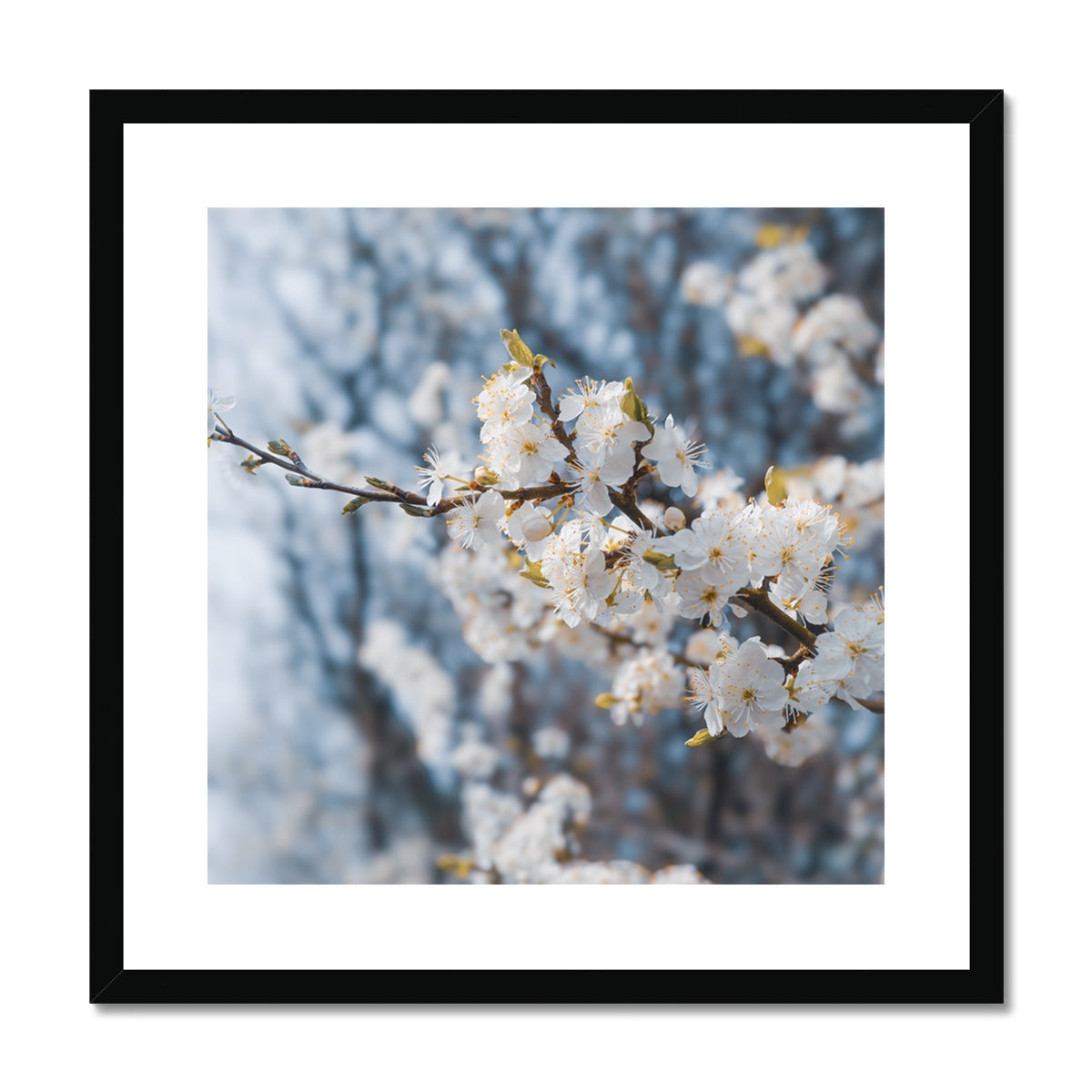 Delicate Whispers Framed & Mounted Print