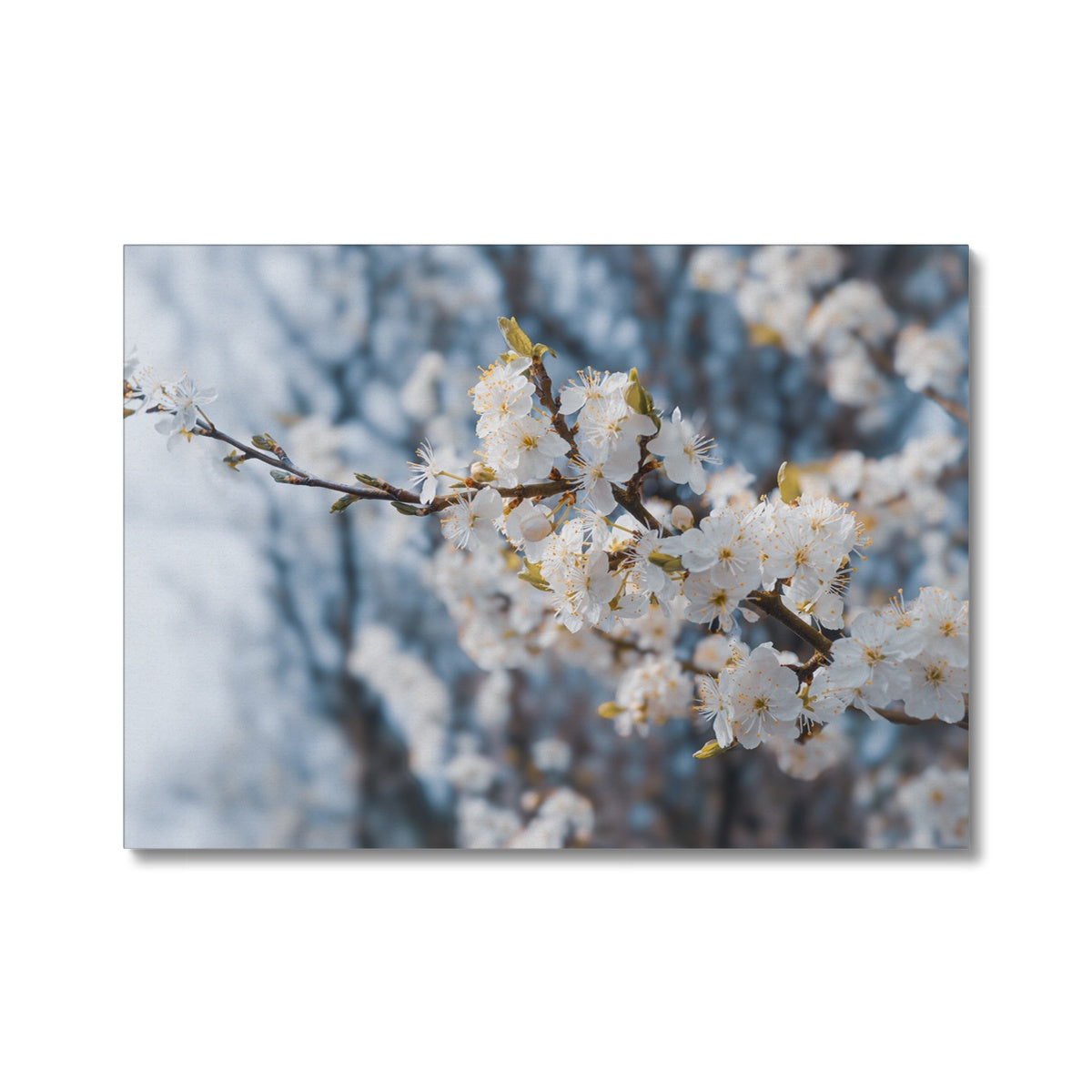 Delicate Whispers Canvas