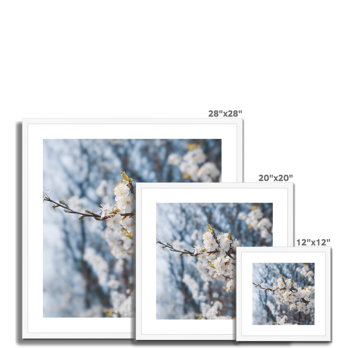 Delicate Whispers Framed & Mounted Print