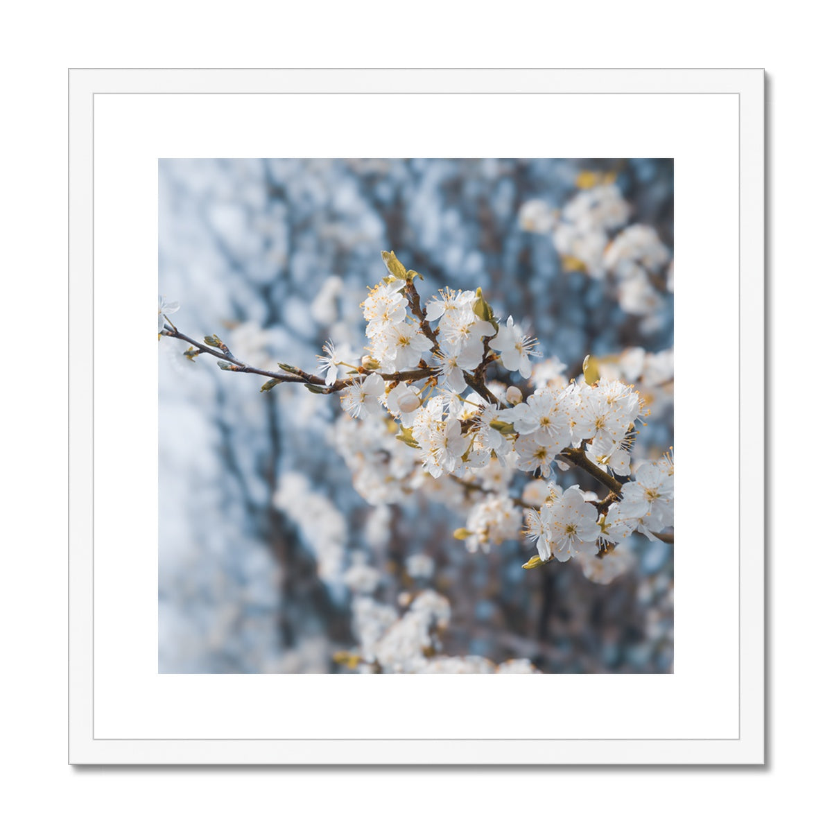 Delicate Whispers Framed & Mounted Print