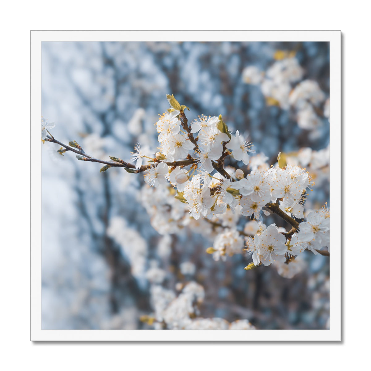 Delicate Whispers Framed Print