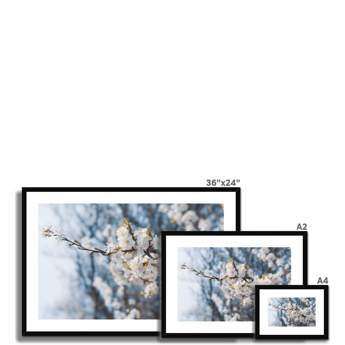 Delicate Whispers Framed & Mounted Print