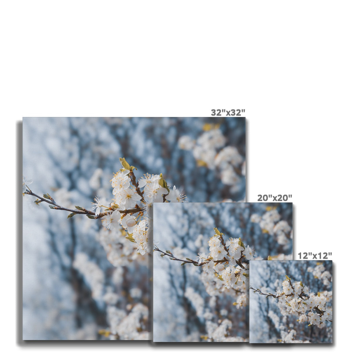 Delicate Whispers Canvas