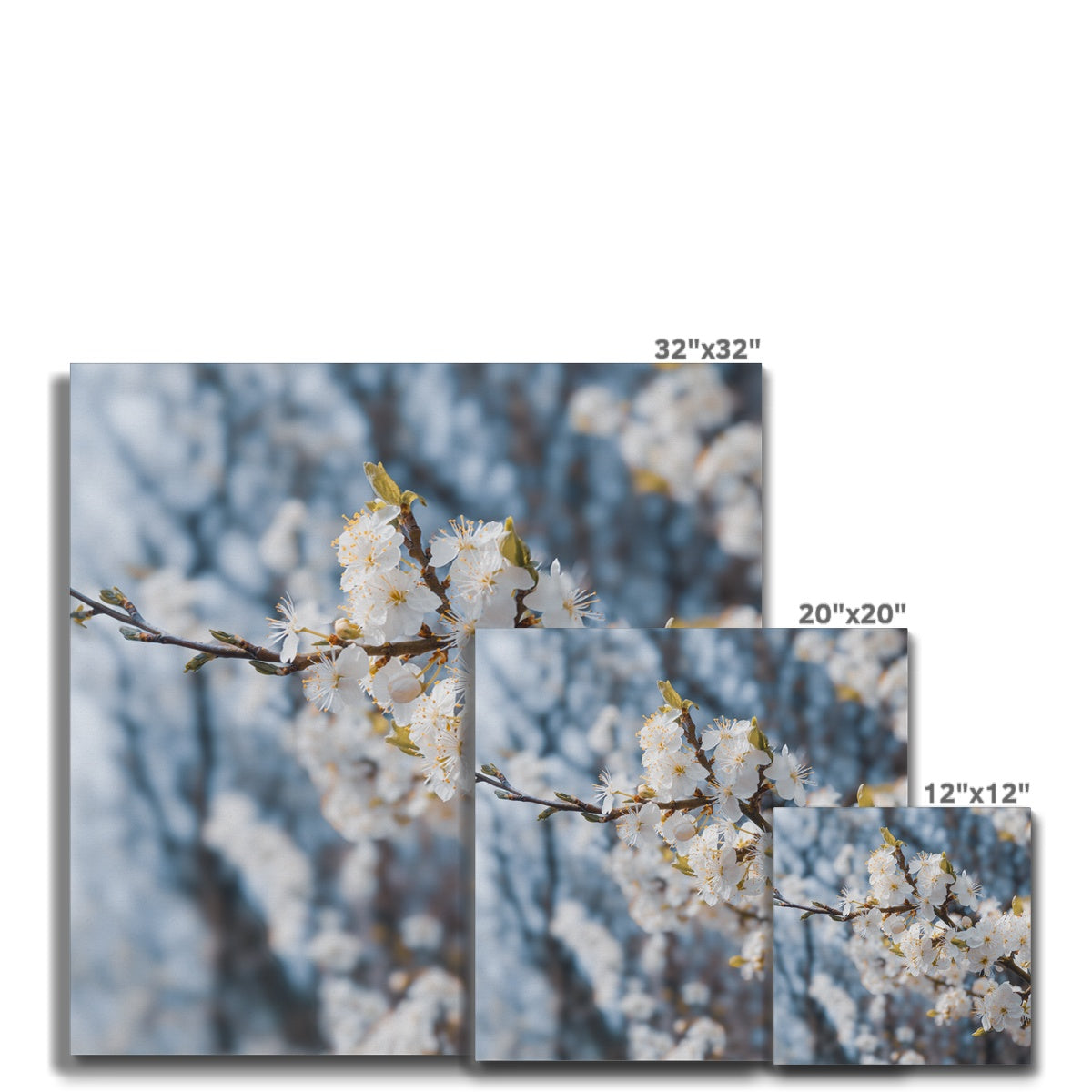Delicate Whispers Canvas