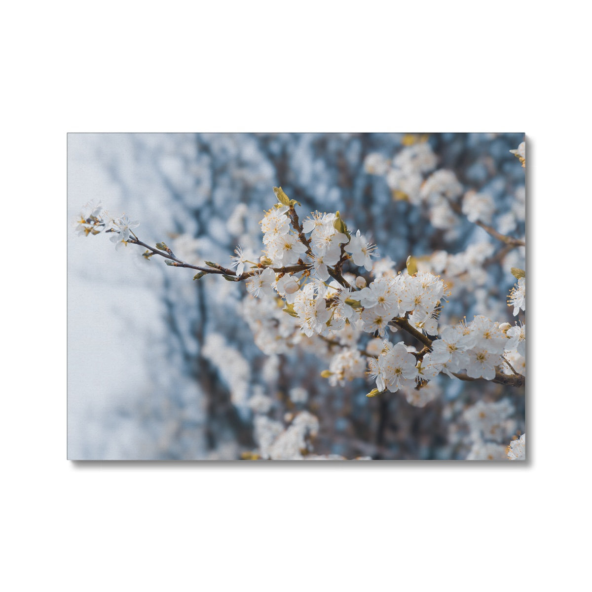 Delicate Whispers Canvas
