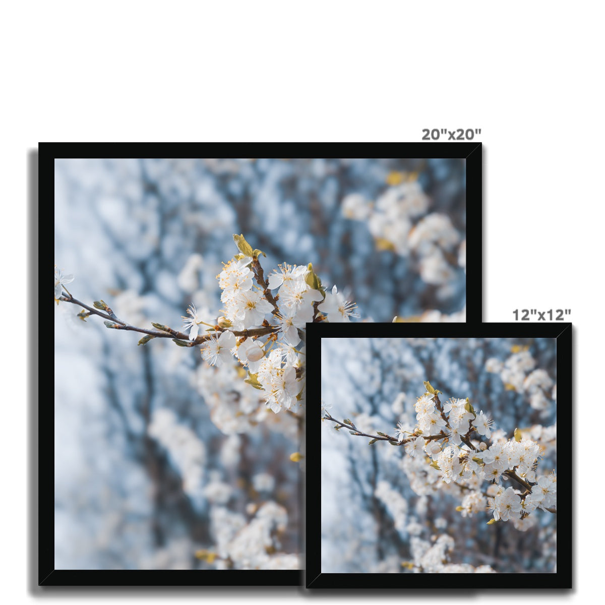 Delicate Whispers Framed Print