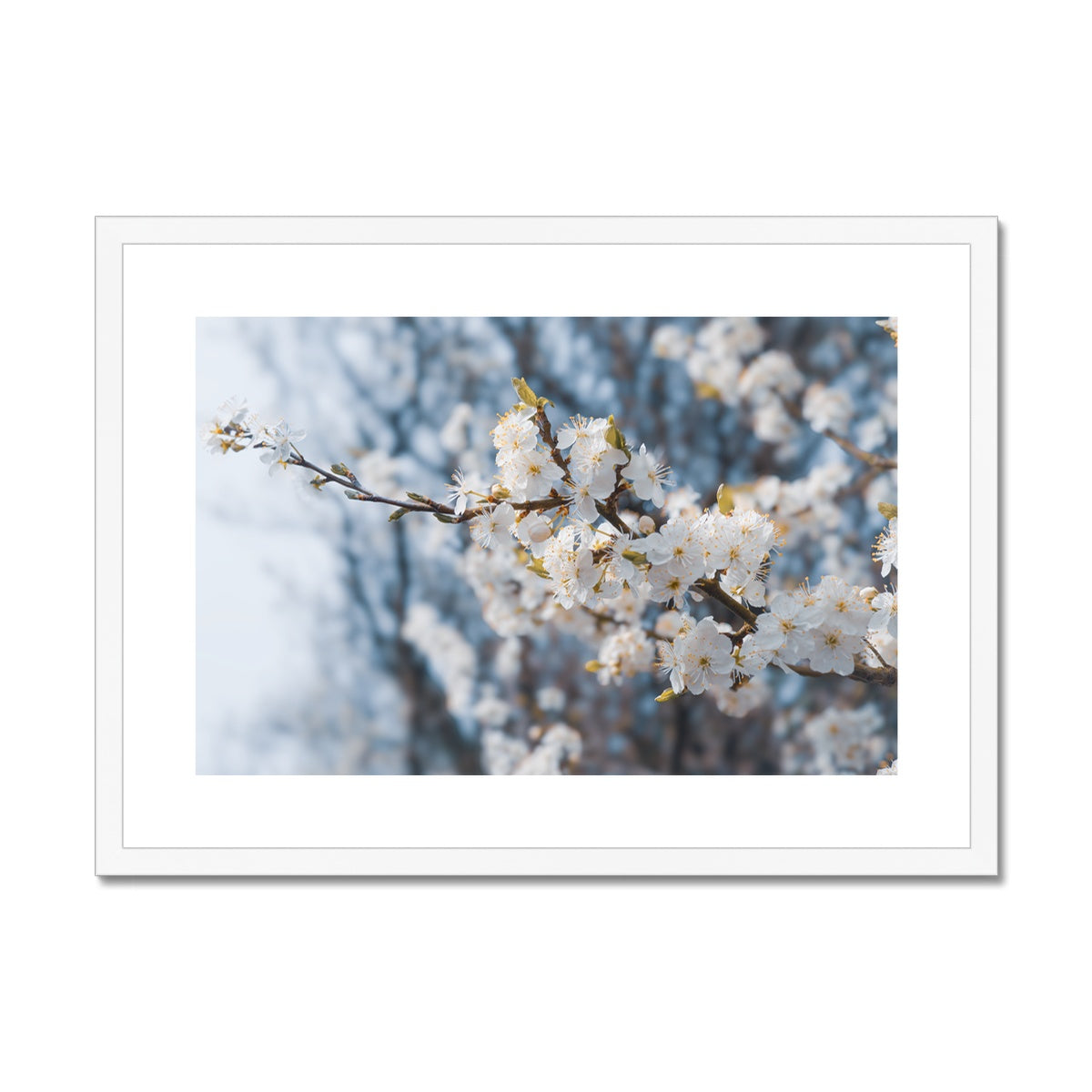 Delicate Whispers Framed & Mounted Print