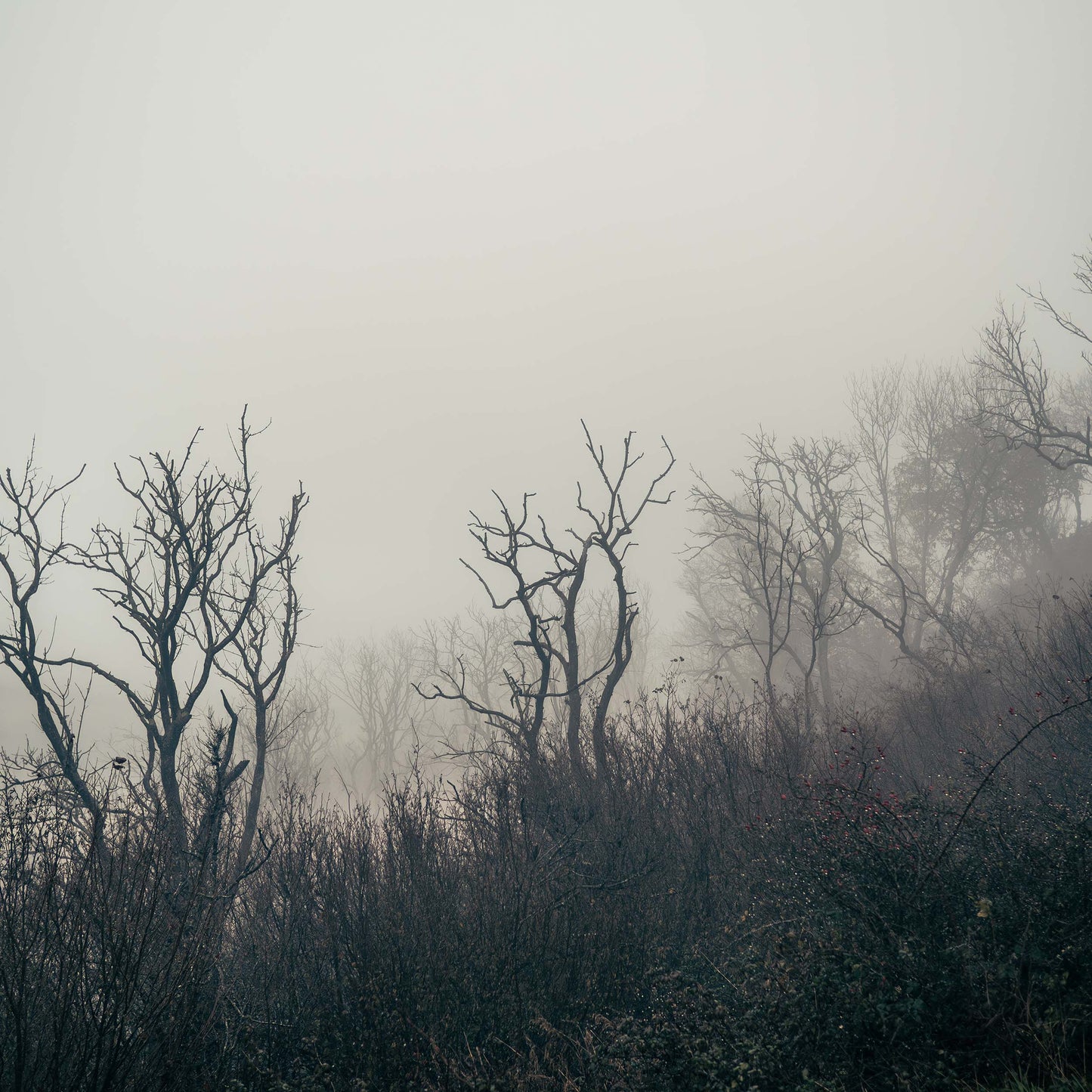 Fading Echoes Canvas