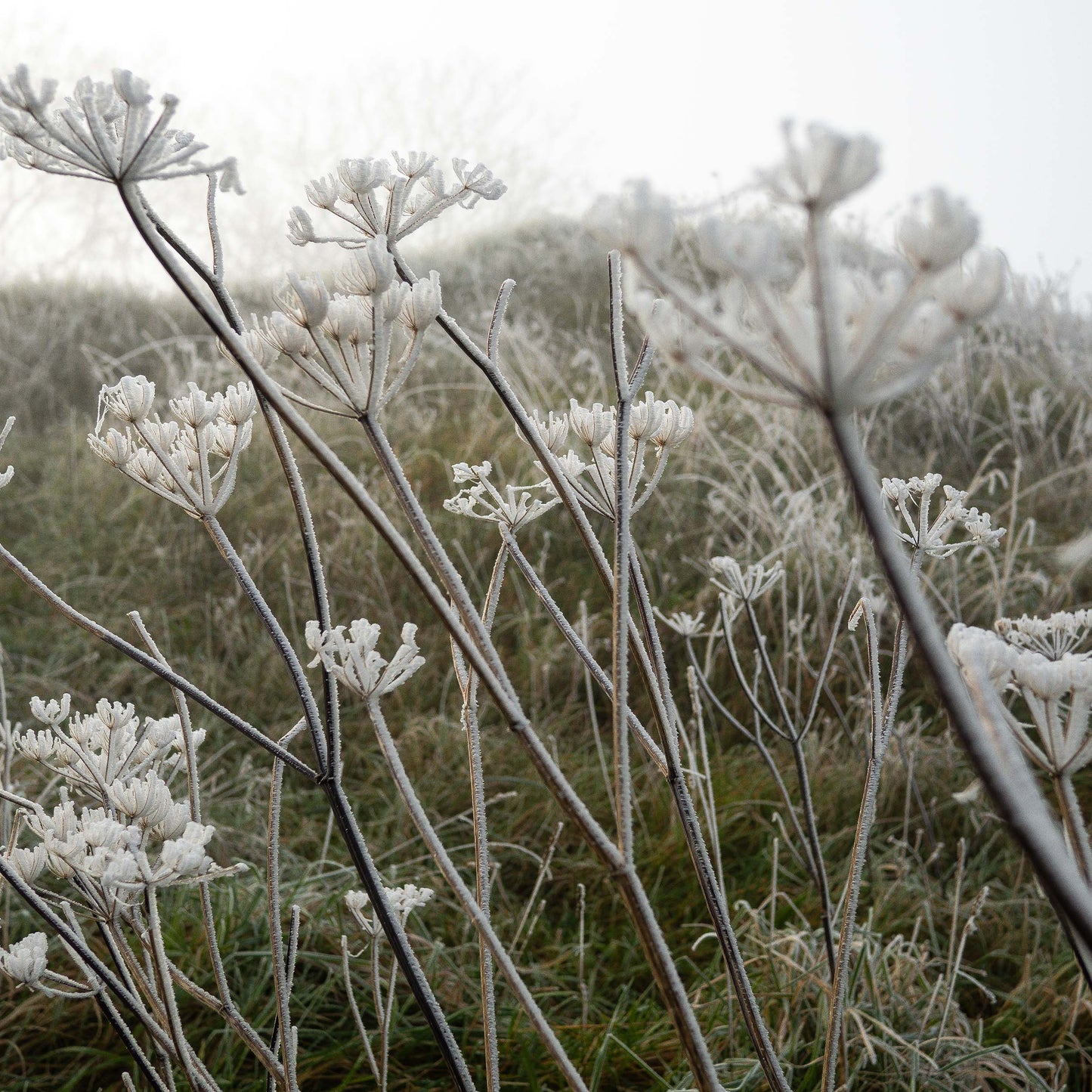 Frost Kissed Canvas