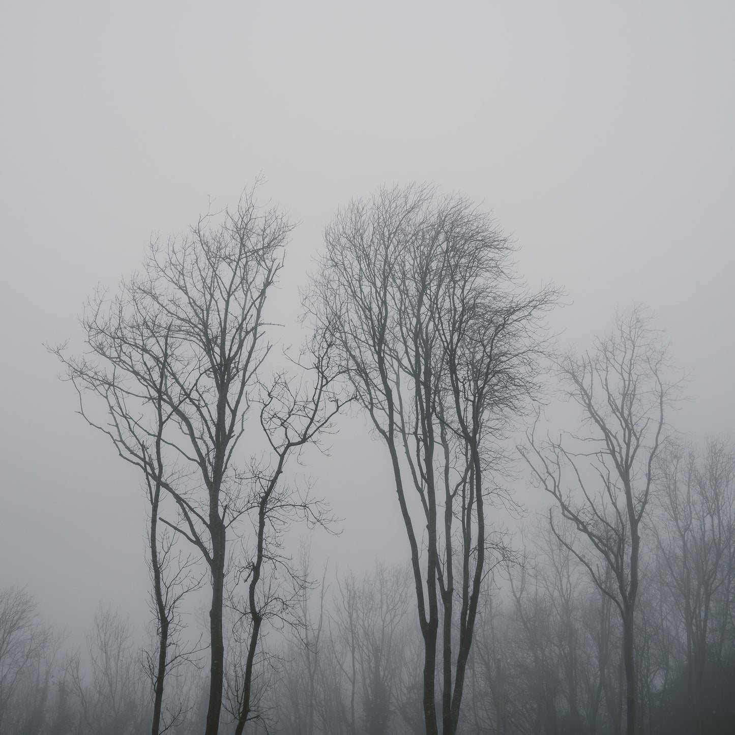 Lost in the Mist Framed & Mounted Print