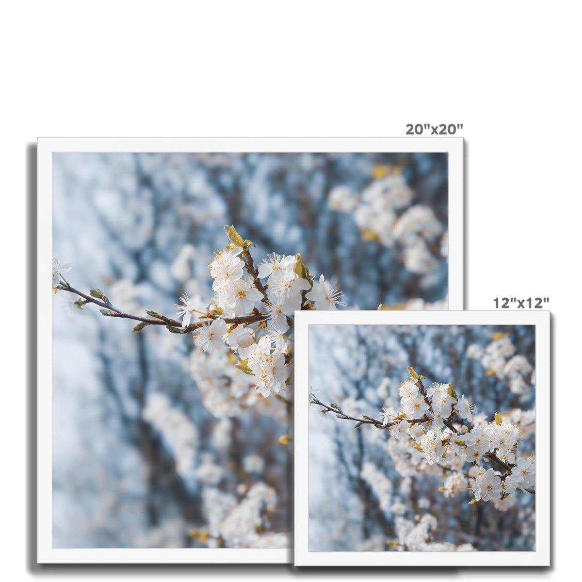 Delicate Whispers Framed Print