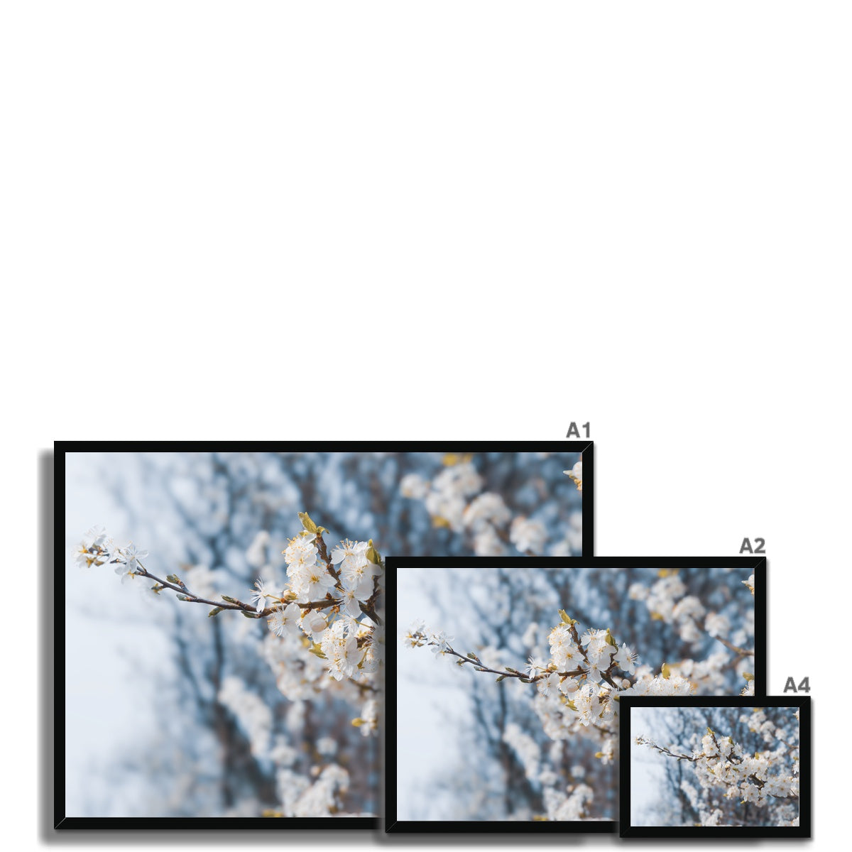 Delicate Whispers Framed Print