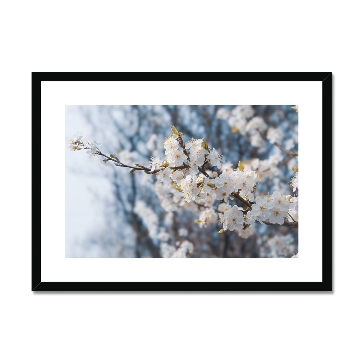 Delicate Whispers Framed & Mounted Print