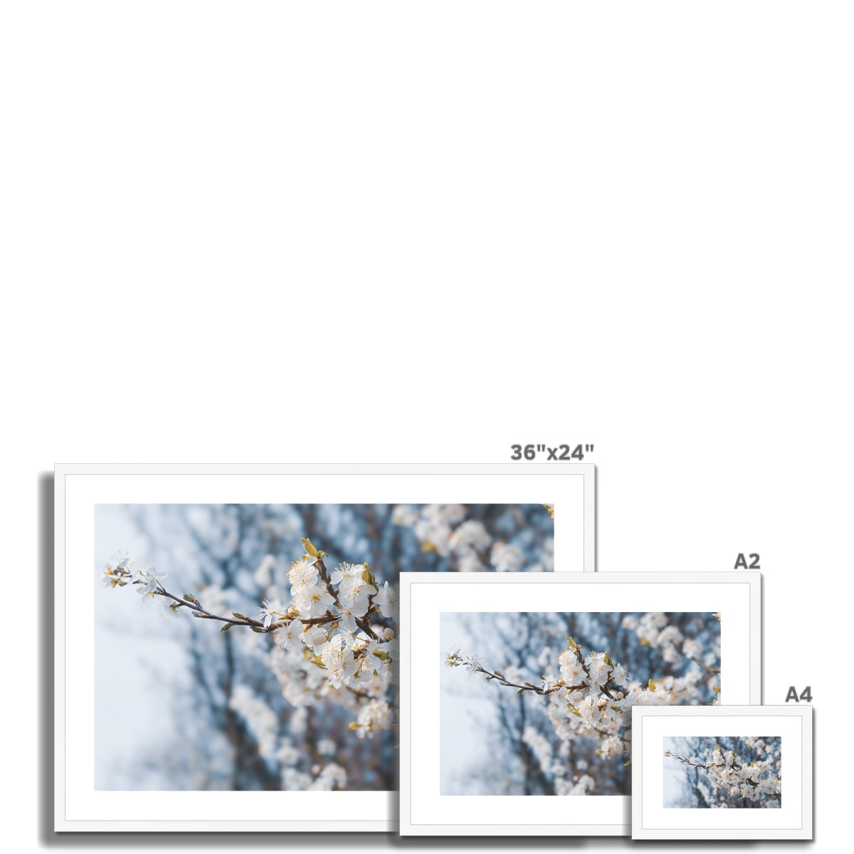 Delicate Whispers Framed & Mounted Print