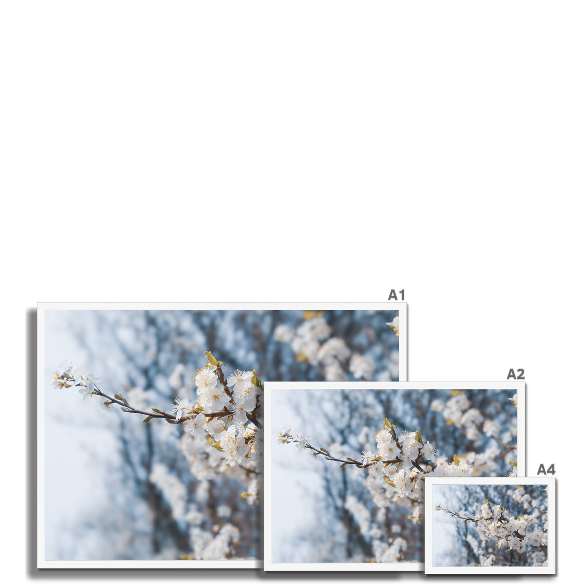Delicate Whispers Framed Print