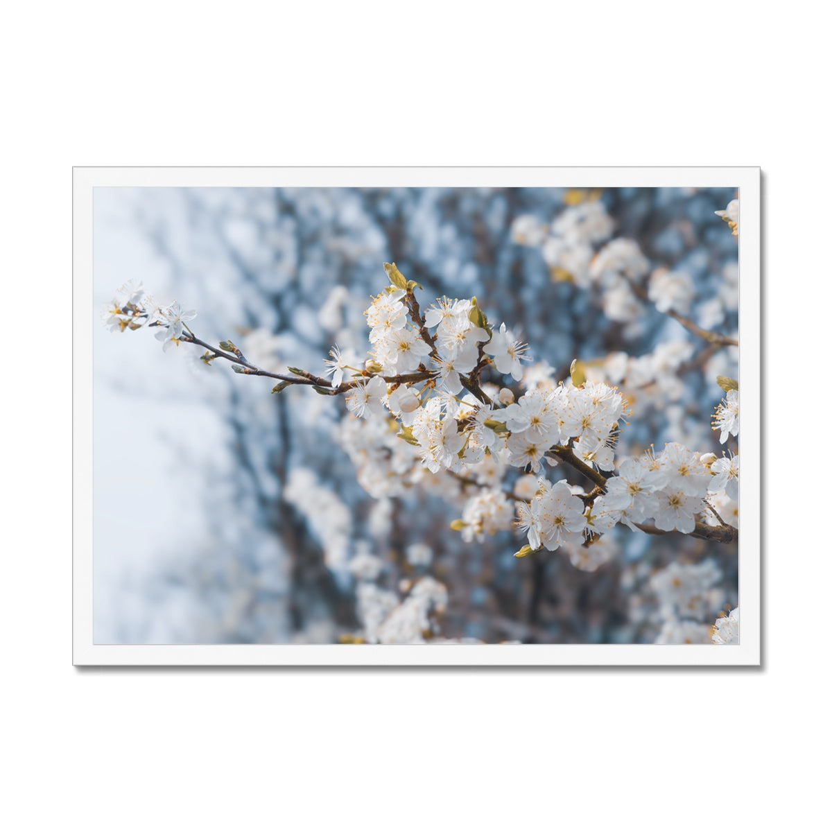 Delicate Whispers Framed Print