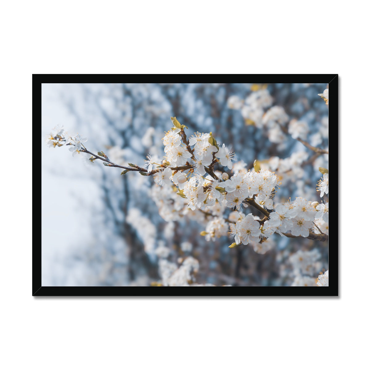 Delicate Whispers Framed Print