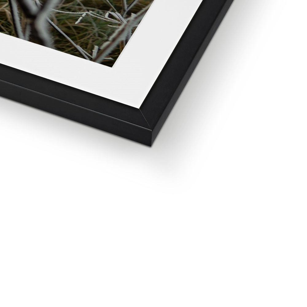 Frost Kissed Framed & Mounted Print