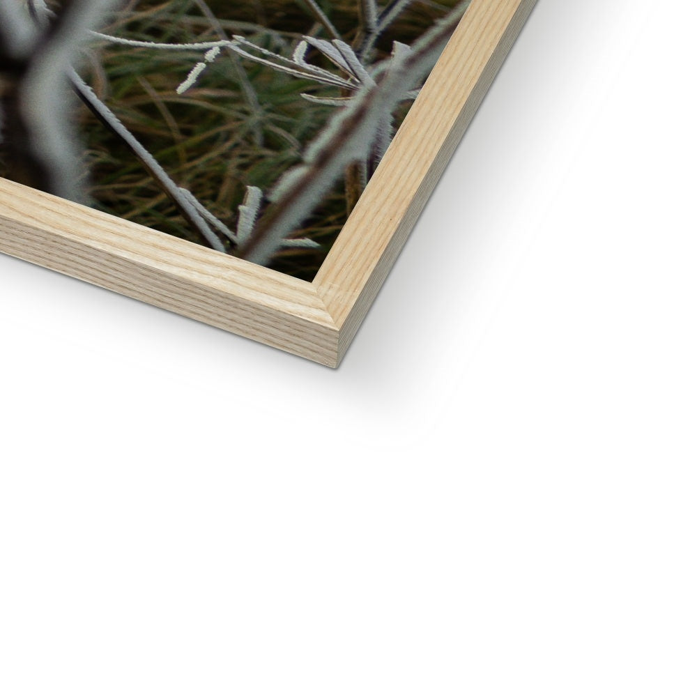 Frost Kissed Framed Print