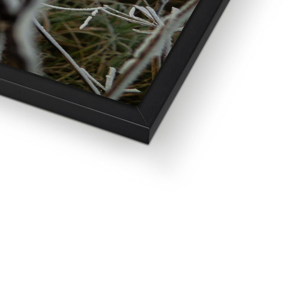 Frost Kissed Framed Print