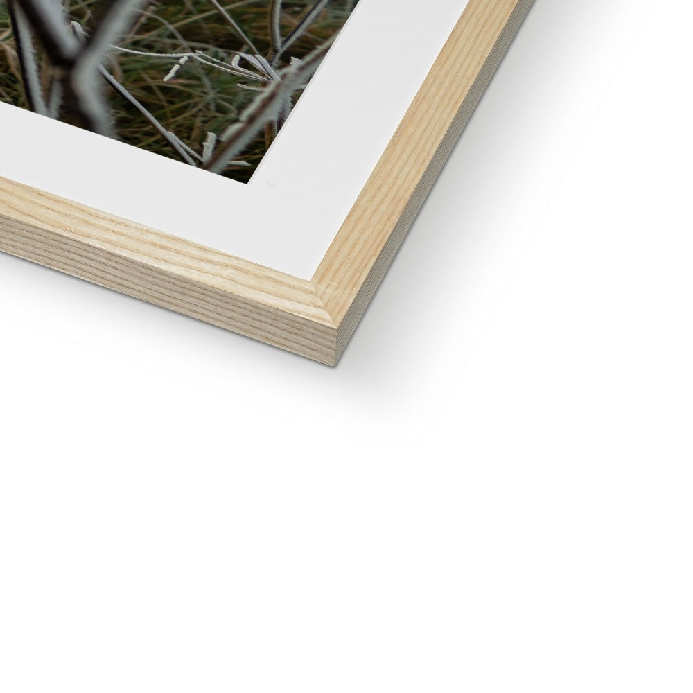 Frost Kissed Framed & Mounted Print