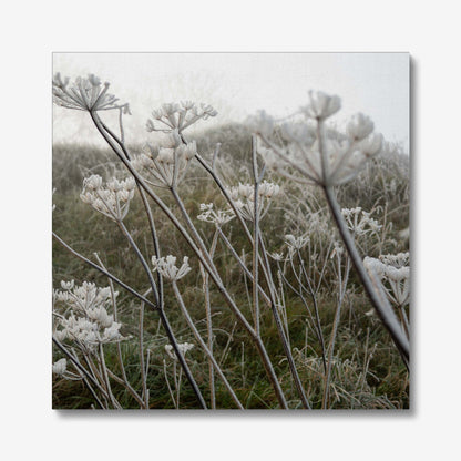 Frost Kissed Canvas
