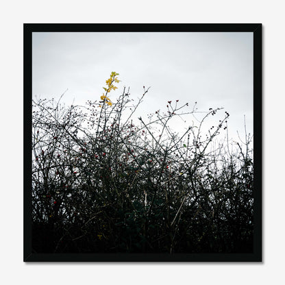 Vivid Harmony Framed Print