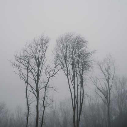 Lost in the Mist Framed & Mounted Print
