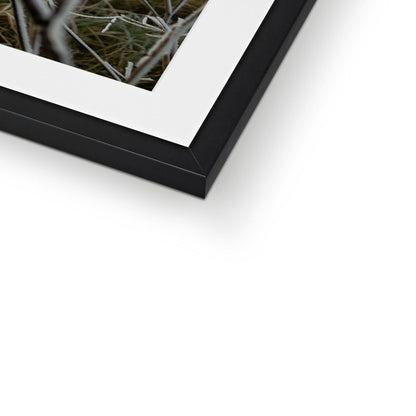 Frost Kissed Framed & Mounted Print