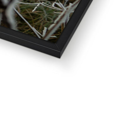 Frost Kissed Framed Print
