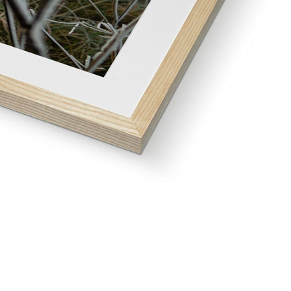 Frost Kissed Framed & Mounted Print